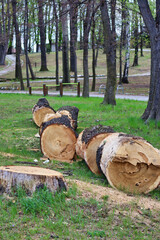 felled trees in the park - obrazy, fototapety, plakaty