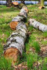 felled trees in the park © Tomasz