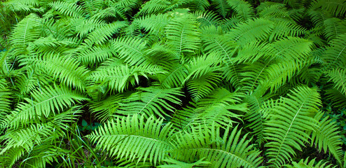 Naklejka na ściany i meble Photo of fern leaves in a wild forest with bright greenery. Green fern leaves for eco background
