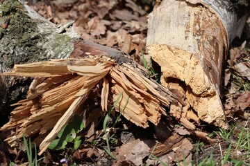 felled trees in the park