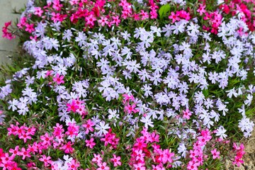 beautiful spring blooming flowers