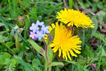 beautiful spring blooming flowers