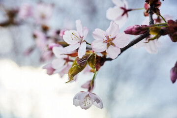 Soft focus Cherry Blossom or Sakura flower. Close up macro.
