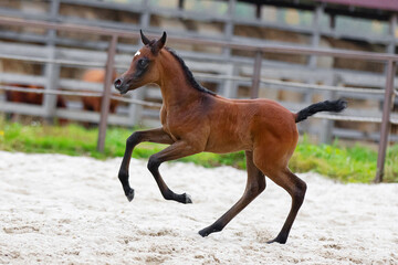 Young pretty arabian horse foal runs and frolics summer background