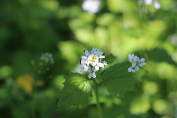 white wild flower
