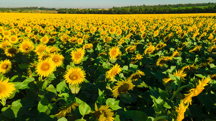 sunflower seed field top view