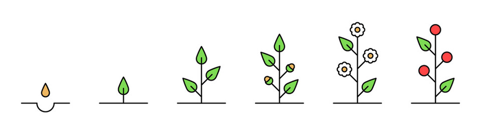Growth stages. The cycle of life. Plant development icons. Vector illustration