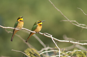 Little bee-eaters Merops pusillus on a branch. Langue de Barbarie National Park. Saint-Louis. Senegal.