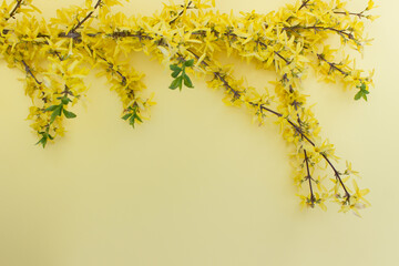 Obraz premium Yellow forsythia plant on yellow background. Image with copy blank space.