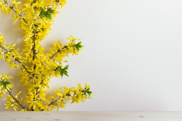 Yellow forsythia plant on yellow wall background. Image with copy blank space.