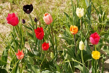 Obraz na płótnie Canvas Parterre de fleurs colorées dans un champ destiné à être coupé pour la vente
