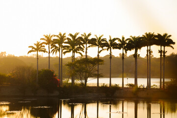 Beautiful sunset with palm trees and a lake in the Indian park of Bangalore city, Karnataka,...