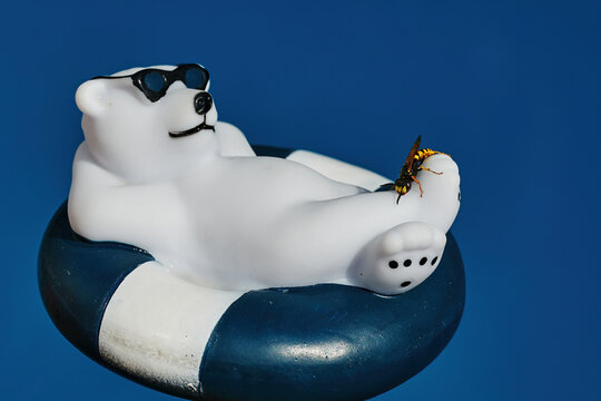 Close up of a wasp (vespidae) perched on a plastic polar bear swimming in a pool.