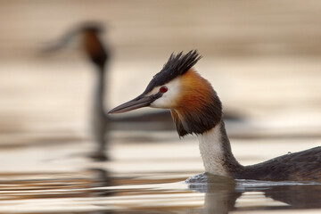 Great crested grebe (Podiceps cristatus) in early morning light.