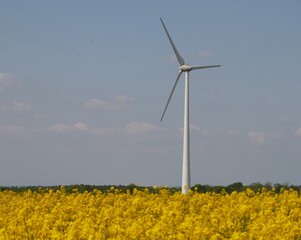 Une éolienne se dresse face au vent dans un champ de fleurs de colza