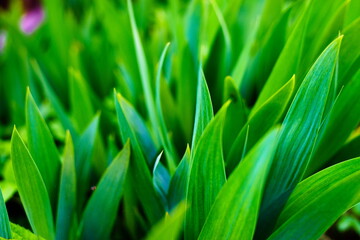 Zielone liście tulipana z bliska
