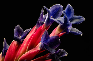 flowers, macro, plants, decoration
