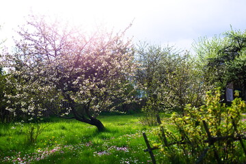 Kwitnące drzewo wiśni