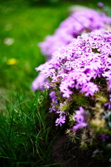 Małe fioletowe kwiaty na świeżej trawie