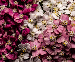flowers, macro, plants, decoration