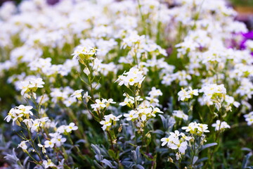 Białe kwiaty © Karol