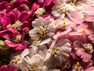 flowers, macro, plants, decoration