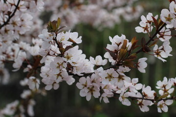plum blossom