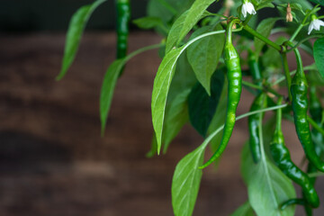 hot green pepper tree bush