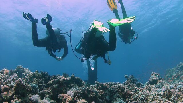 Group of scuba divers swimming between corals at coral reef