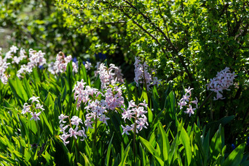 Wiosenne kwiaty w ogrodzie, Podlasie, Polska