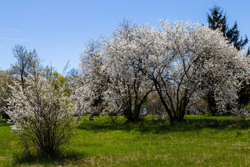 Fototapeta na wymiar Wiosenne kwiaty w ogrodzie, Podlasie, Polska