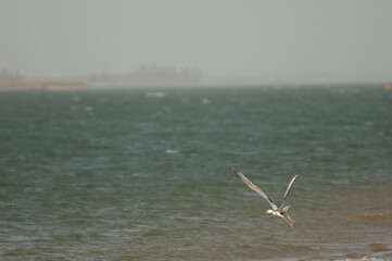 Grey heron Ardea cinerea taking flight. Senegal River. Langue de Barbarie National Park. Saint-Louis. Senegal.