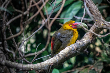 Pássaro em Araras - Petrópolis - RJ