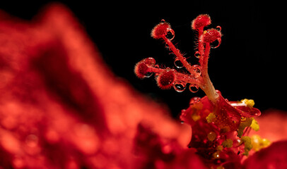 flowers, macro, plants, decoration