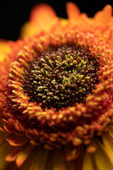 flowers, macro, plants, decoration