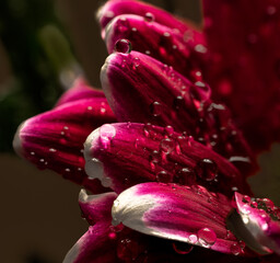 flowers, macro, plants, decoration