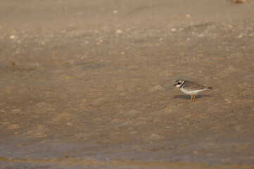 Common ringed plover Charadrius hiaticula. Langue de Barbarie National Park. Senegal River....