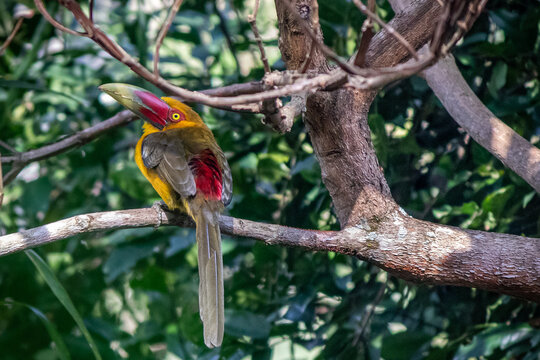 Pássaro em Araras - Petrópolis - RJ