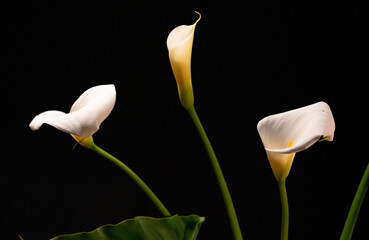flowers, macro, plants, decoration