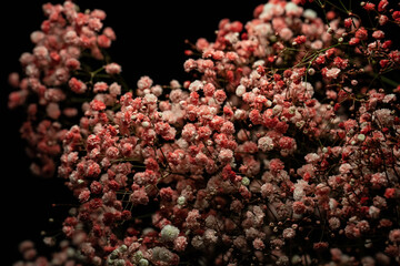 flowers, macro, plants, decoration