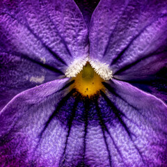 flowers, macro, plants, decoration