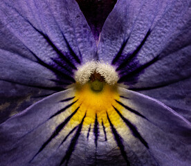 flowers, macro, plants, decoration