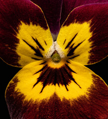 flowers, macro, plants, decoration