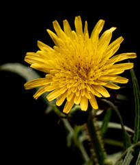 flowers, macro, plants, decoration