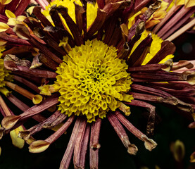 flowers, macro, plants, decoration