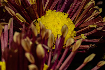 flowers, macro, plants, decoration