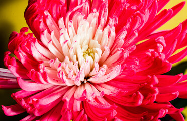 flowers, macro, plants, decoration