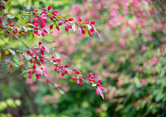 Spring sunny day. Bloom twig of a cherry or other fruit tree is illuminated by the sun. Pink flowers