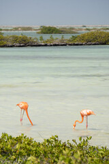 Two pink flamingos hunt for food in a lagoon on the island of Bonaire in the Caribbean