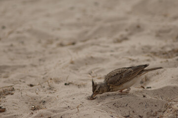 Senegal crested lark Galerida cristata senegallensis eating. Langue de Barbarie National Park. Saint-Louis. Senegal.